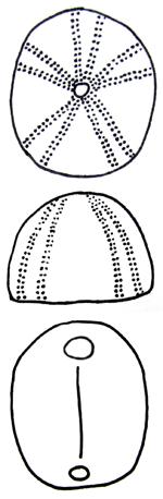 line drawing of an echinoid