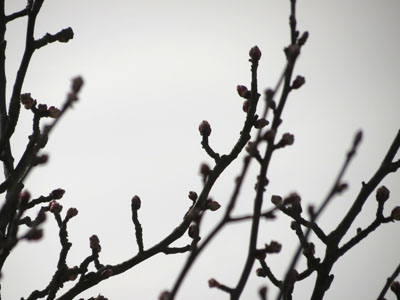 Close up of twigs