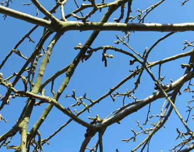 Actual Twig Colour