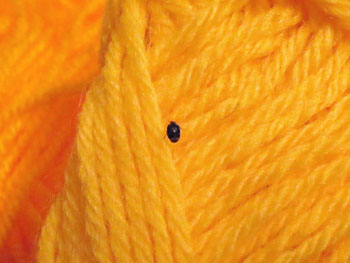 Bug on my wool.