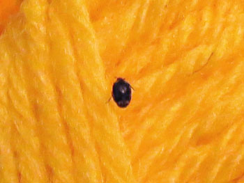 Bug on my wool.