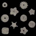 crinoid columnal knitting pattern