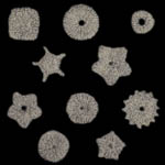 crinoid columnal knitting pattern