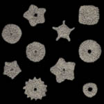 crinoid columnal knitting pattern