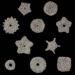 crinoid columnal knitting pattern
