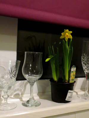 Narcissus Plant