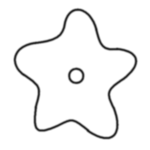 large star-shapped crinoid