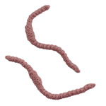worm knitting pattern