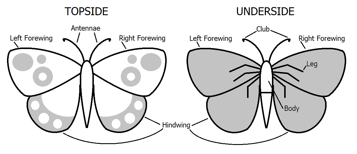 Parts of a Butterfly