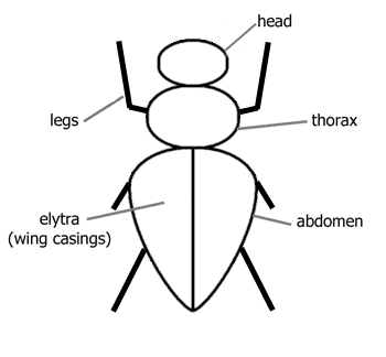 Beetle parts diagram.