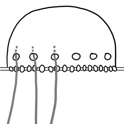 Diagram showing tentacle positions.