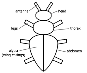 Diagram showing parts of a beetle.